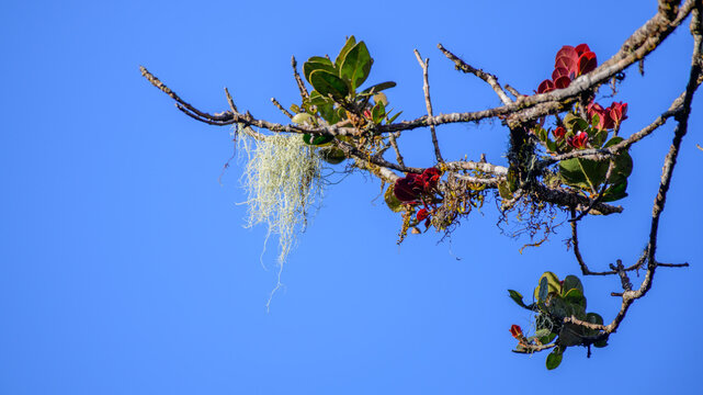 A moss and lichen-covered Calophyllum walkeri tree branch with fresh red and green leaves against a clear blue sky in Horton Plains