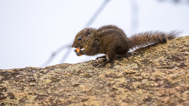 Dusky striped squirrel (Funambulus obscurus) on a lichen-covered rock while nibbling food in a cool montane grassland habitat