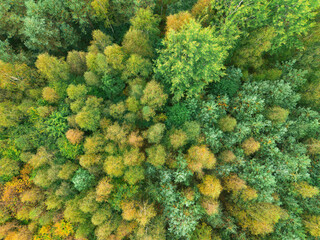 Naklejka premium Colorful autumn forest landscape from above