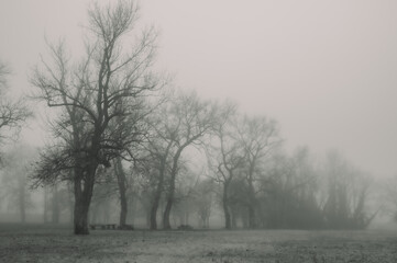 trees in fog