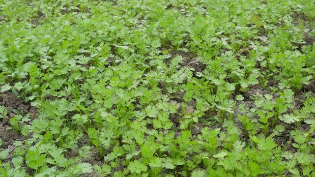Young coriander plants thriving in fertile field soil