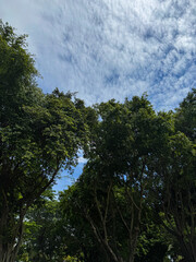 Obraz premium Thick Green Tree Leaves with Blue Cloudy Sky Background Viewed from Below