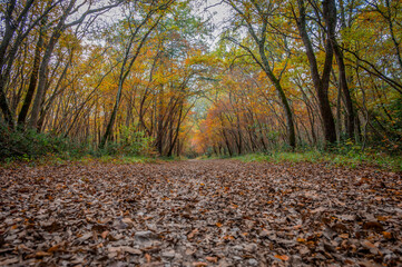 autumn in the forest