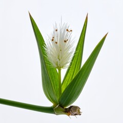 Delicate inflorescence of a unique plant species against bright white background