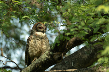 A detailed portrait of a Mottled wood owl resting on a textured tree branch. The nocturnal bird of prey is captured in its natural forest habitat, highlighting its camouflage and majestic presence.