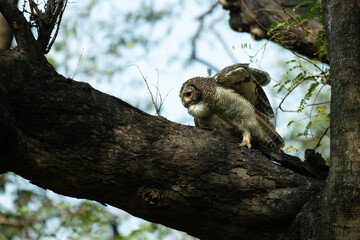 A detailed portrait of a Mottled wood owl resting on a textured tree branch. The nocturnal bird of prey is captured in its natural forest habitat, highlighting its camouflage and majestic presence.