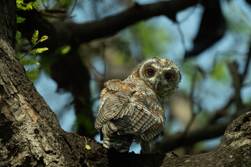 A Juvenile Mottled wood owl perched on a dry tree branch with background is blurred with tree and leaves.
