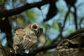 A Juvenile Mottled wood owl perched on a dry tree branch with background is blurred with tree and leaves.
