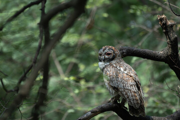 A detailed portrait of a Mottled wood owl resting on a textured tree branch. The nocturnal bird of prey is captured in its natural forest habitat, highlighting its camouflage and majestic presence.
