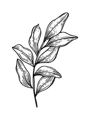 Vector monochrome leaves branch isolated illustration painted by black inks. Abstract herb line art black ink sketch. Floral element for poster, spa menu, packaging design