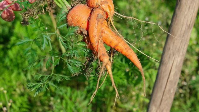 Fresh carrots in the garden. Gardeners hand pulls a multiroot orange carrot from clay soil, revealing tangled roots and green tops, sunlight highlighting texture, close-up of rustic backyard produce.
