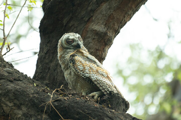 A Juvenile Mottled wood owl perched on a dry tree branch and cleaning its feathers with background is blurred with tree and leaves.