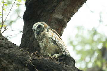 A Juvenile Mottled wood owl perched on a dry tree branch and cleaning its feathers with background is blurred with tree and leaves.
