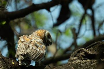 A Juvenile Mottled wood owl perched on a dry tree branch with background is blurred with tree and leaves.
