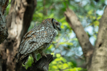 A detailed portrait of a Mottled wood owl resting on a textured tree branch. The nocturnal bird of prey is captured in its natural forest habitat, highlighting its camouflage and majestic presence.