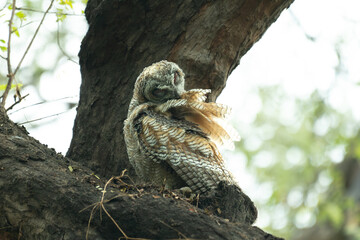 A Juvenile Mottled wood owl perched on a dry tree branch and cleaning its feathers with background is blurred with tree and leaves.