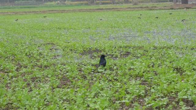 Black drongo perched on coriander field hunting insects