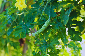 Female bitter melon flower that was successfully pollinated.