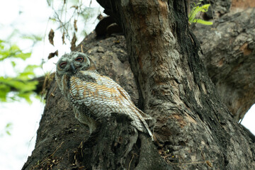 A Juvenile Mottled wood owl perched on a dry tree branch with background is blurred with tree and leaves.