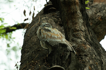 A Juvenile Mottled wood owl perched on a dry tree branch with background is blurred with tree and leaves.