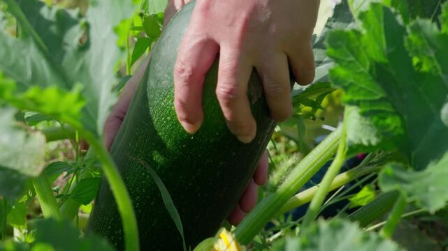 Hands harvest dark zucchini among leaves, close-up of gardener gripping ripe squash in sunlit backyard garden with yellow blossom and rich soil, showcasing organic fresh harvest.
