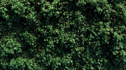 Vertical Green Leaf Wall Texture With Sunlight leaves