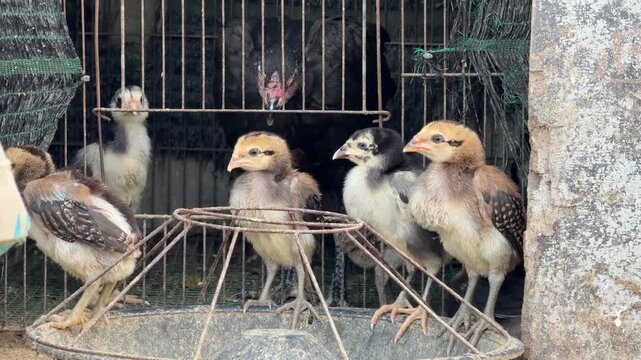 Young chicken chicks walk freely near a wire cage in a rural farmyard, moving together across bare ground beside a feeder, while an adult hen stays inside the enclosure. Free range poultry.