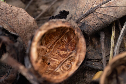 Close-up of empty walnut shell on forest floor
