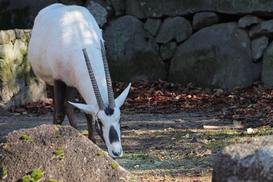 アラビアオリックス