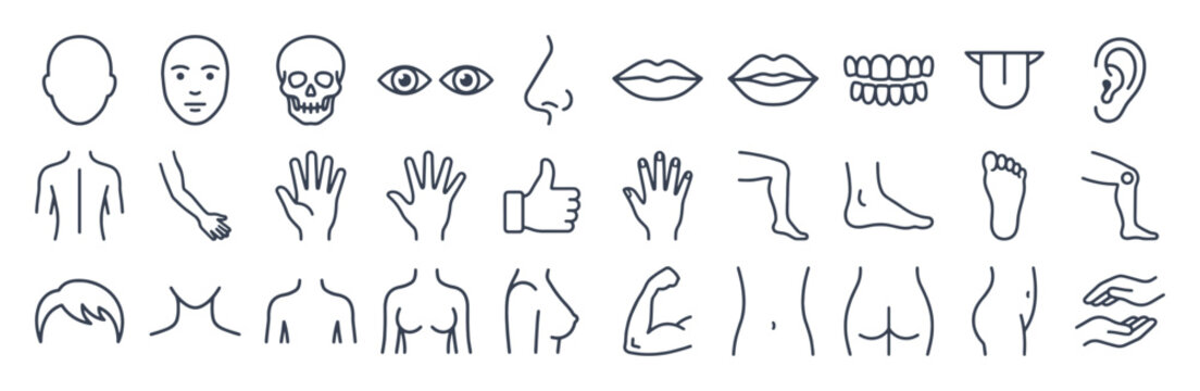 Human anatomy line icon set. Head and face with eyes, nose, mouth, hands, joints, muscle, skeleton outline vector body parts illustrations. Symbols for medical and healthcare.