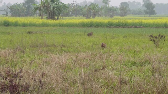 Small brown fox hunting in golden agricultural field during golden hour