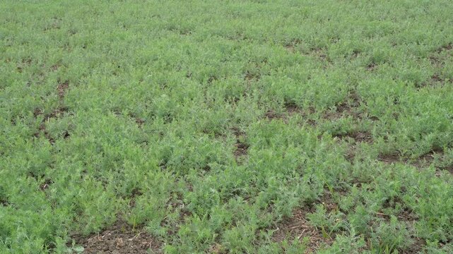 Field of lentil plants growing vines with trifoliate leaves, small white or purple flowers