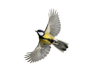 great tit in flight isolated on white background © fotomaster