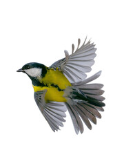 great tit in flight isolated on white background