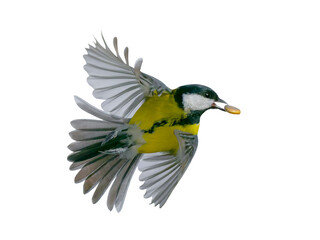 female great tit with a pumpkin seed in flight isolated on white background