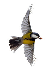 Great tit with a peanut in flight isolated on white background