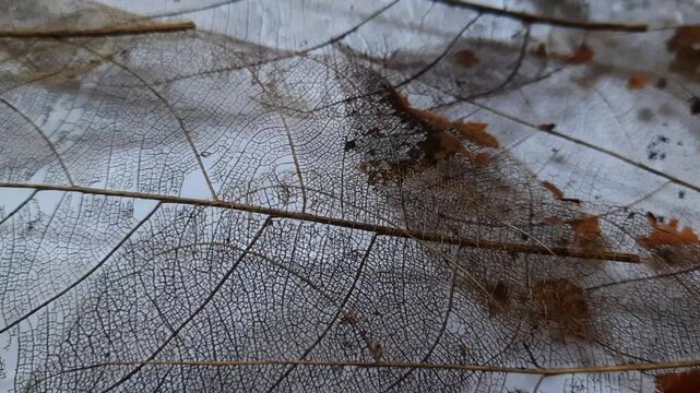 Skeleton Leaf Texture Background with Organic Veins and Natural Earthy Details