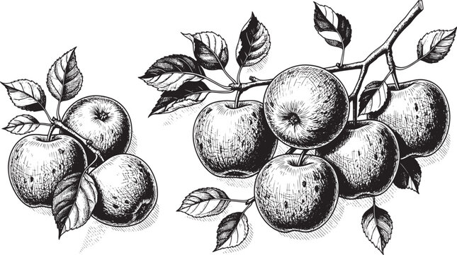 Apples on tree branch with leaves sketch