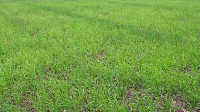 wheat field or grain field