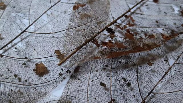 Skeleton Leaf Texture Background with Organic Veins and Natural Earthy Details