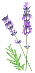 Lavender flower sprigs isolated on a white background, top view. Beautiful blooming lavender flowers.