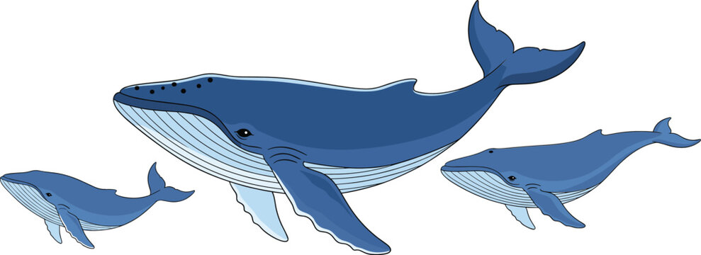 Blue whale family cartoon vector set with mother and calves swimming isolated on white background illustration