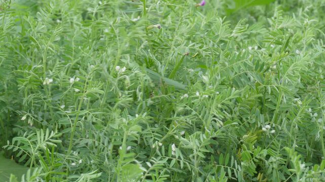 Lentil plants with tiny white flowers in agricultural field