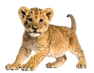 Obraz premium Adorable baby lion cub, standing, facing the viewer, on white background