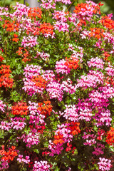 Bl&uuml;hende Geranien oder Pelargonien (Pelargonium), Deutschland