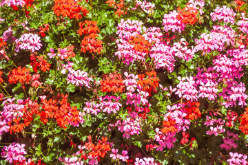 Bl&uuml;hende Geranien oder Pelargonien (Pelargonium), Deutschland