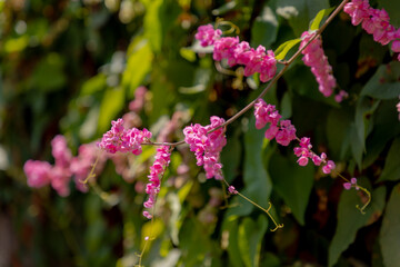 Selective focus of heart-shaped pink flowers in the garden, Antigonon leptopus is a species of perennial vine in the buckwheat family Coral vine or queen's wreath, Natural floral background.