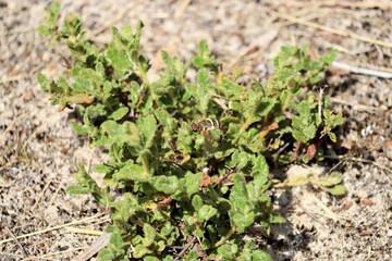 Obraz premium Banded Bee Fly (Villini) in flight, South Australia