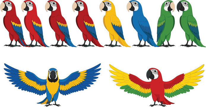 Colorful macaw parrot vector set with standing and flying poses tropical exotic bird illustrations