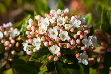 Weisse bl&uuml;hende Blumen mit Knospen im fr&uuml;hling, Deutschland